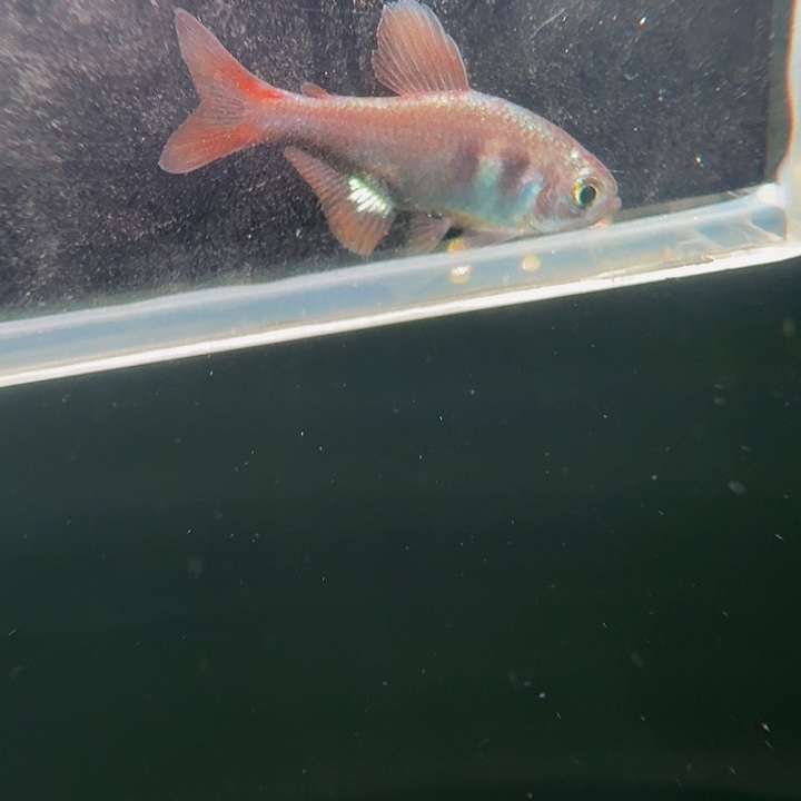 灯科鱼左下缸13号碎金钴蓝2.5厘米一条