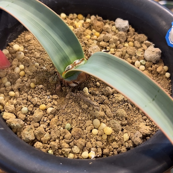 汤圆植物151百岁兰