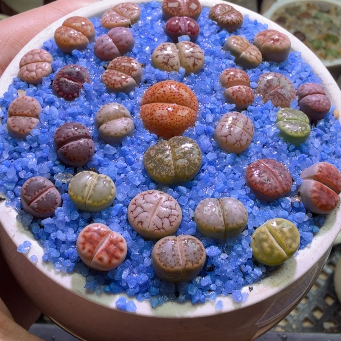 *****多肉植物开播福利冲冲冲553