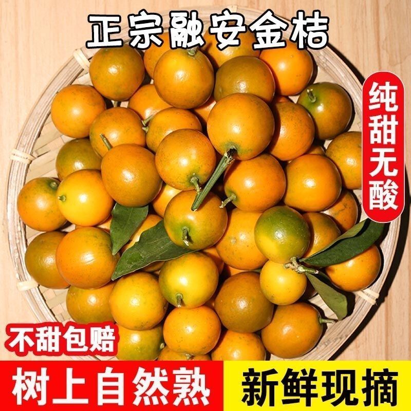 【100颗金桔】广西融安脆皮小金桔新鲜现摘应季水果无酸滑皮金橘