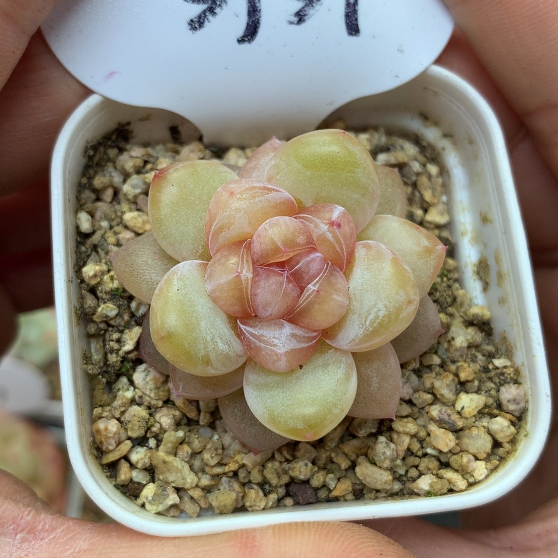 伊人泪珍妮单头3937