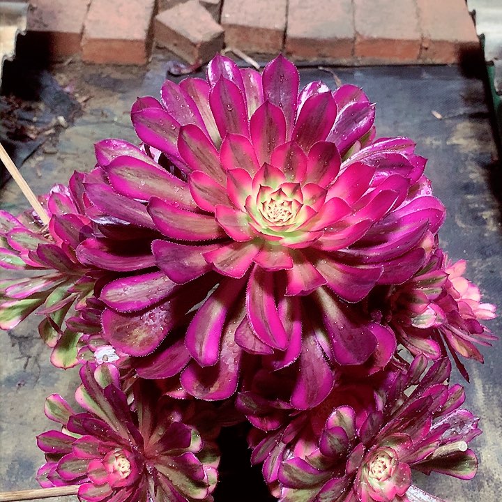 白月光，多肉植物