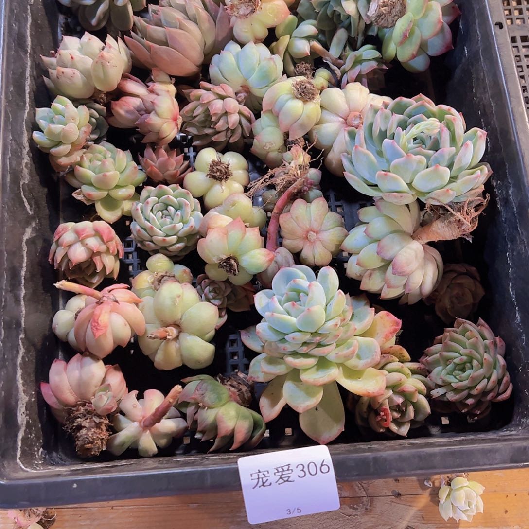 直播福利一物一拍306