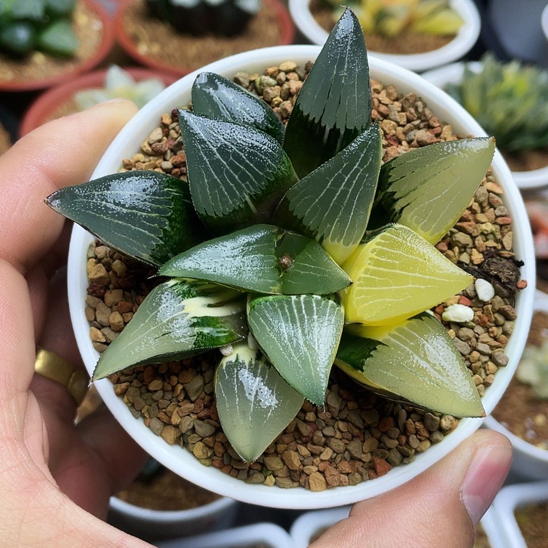 实生克寿锦十二卷