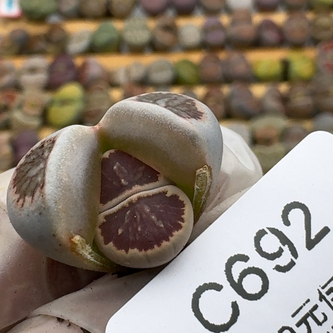 692哈哈哈哈哈哈哈哈哈哈哈