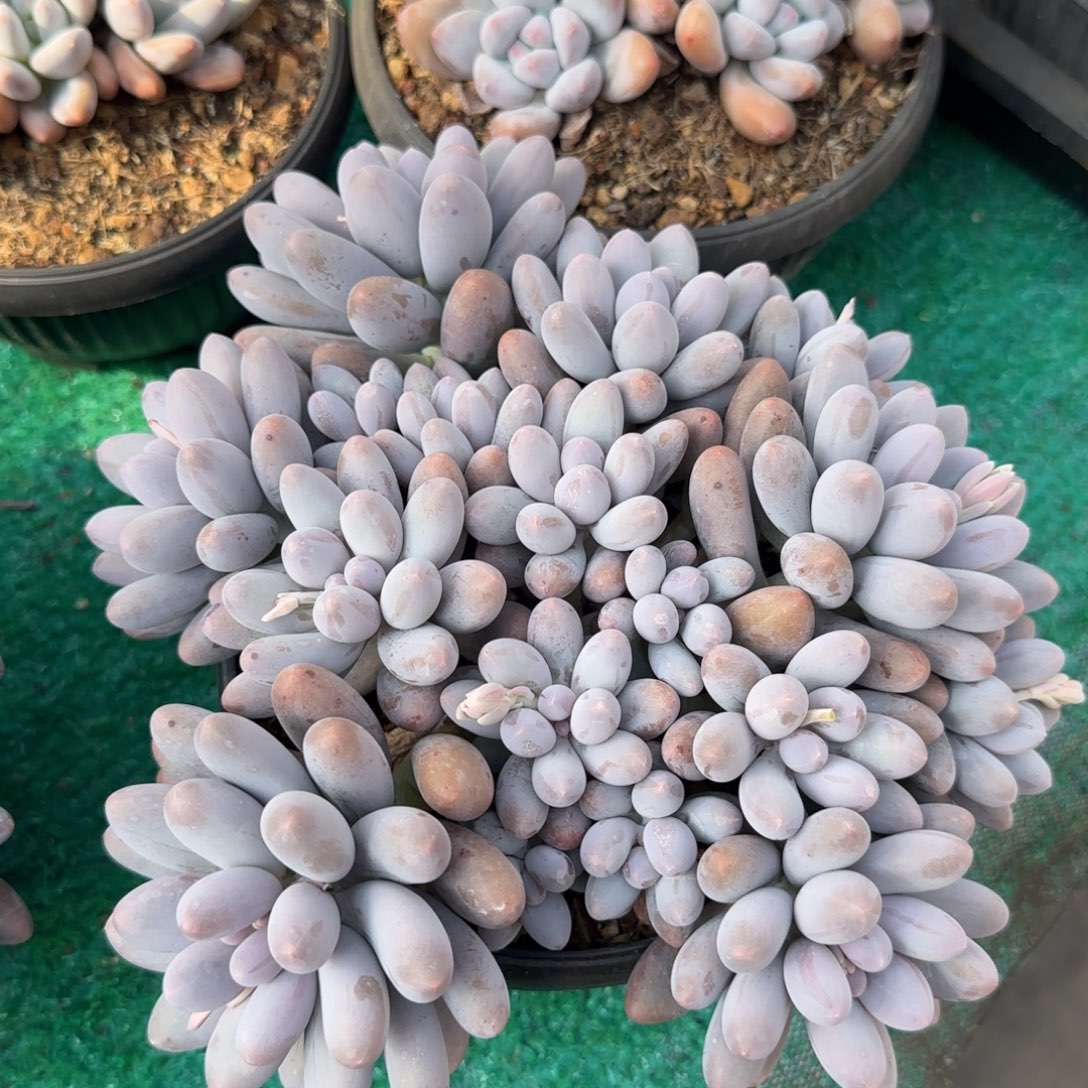 多肉植物一物一拍