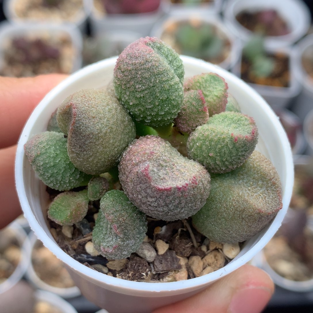 水蜜桃 多肉植物水泡