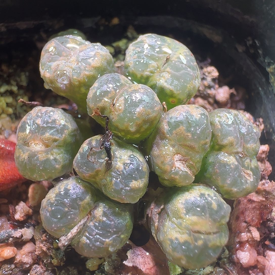 绿纽扣勋章。    779