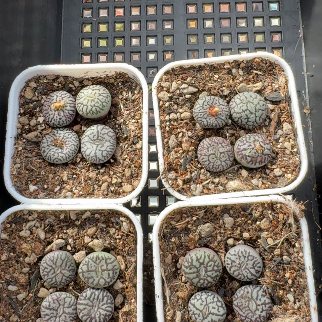 单头墨小锥福利4颗