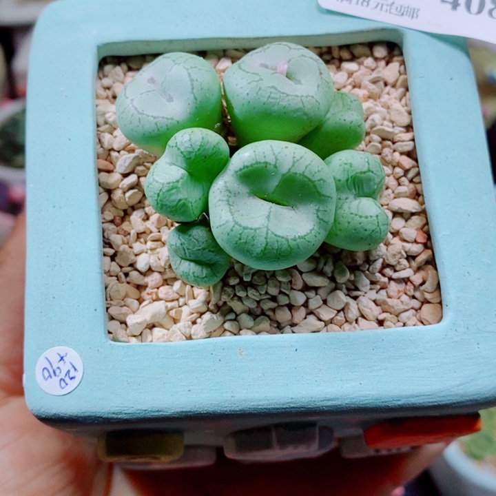 雨***點生石花花花花花花花408