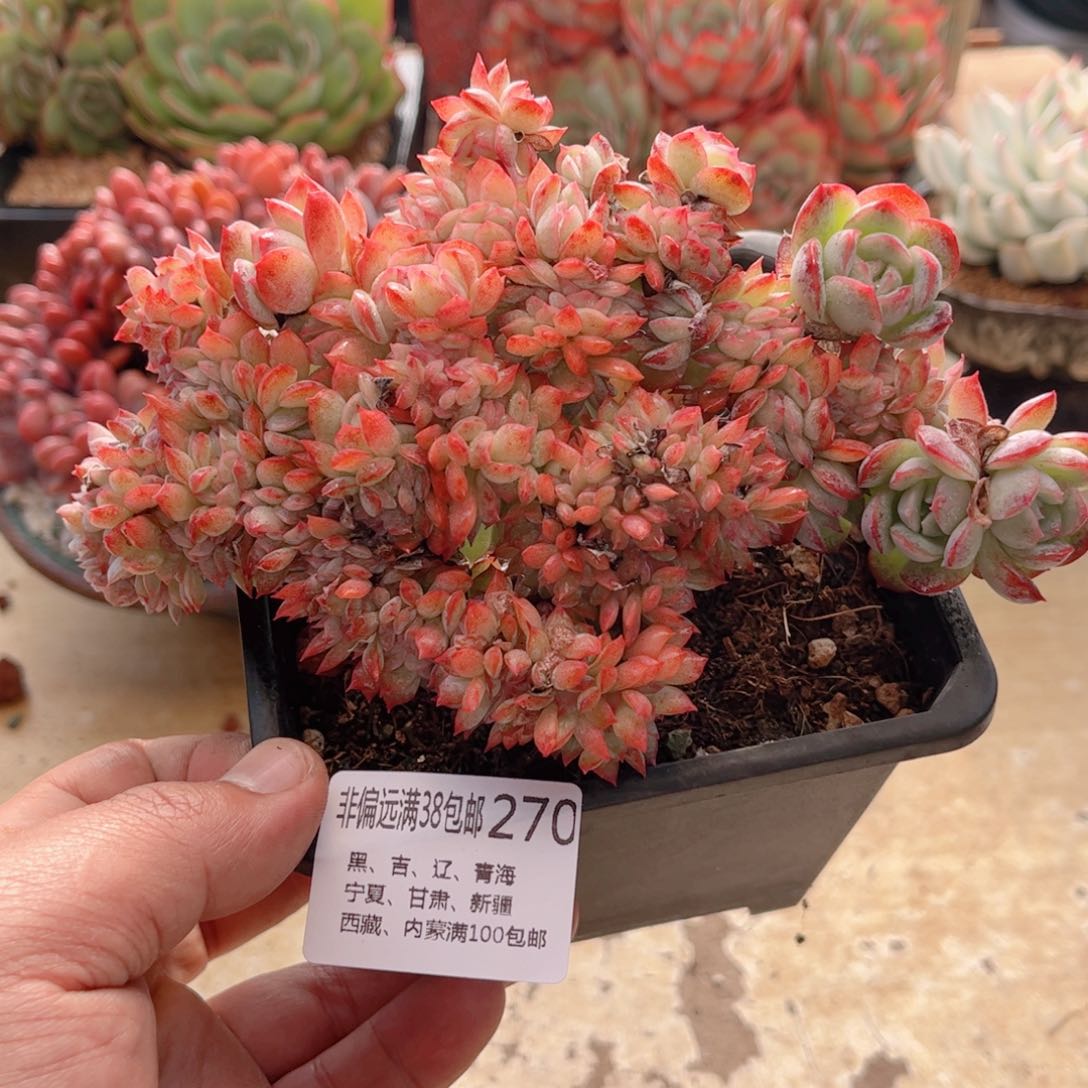 270莎莎女王德华多肉