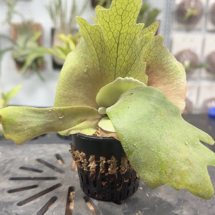 山采爪哇鹿角蕨喔