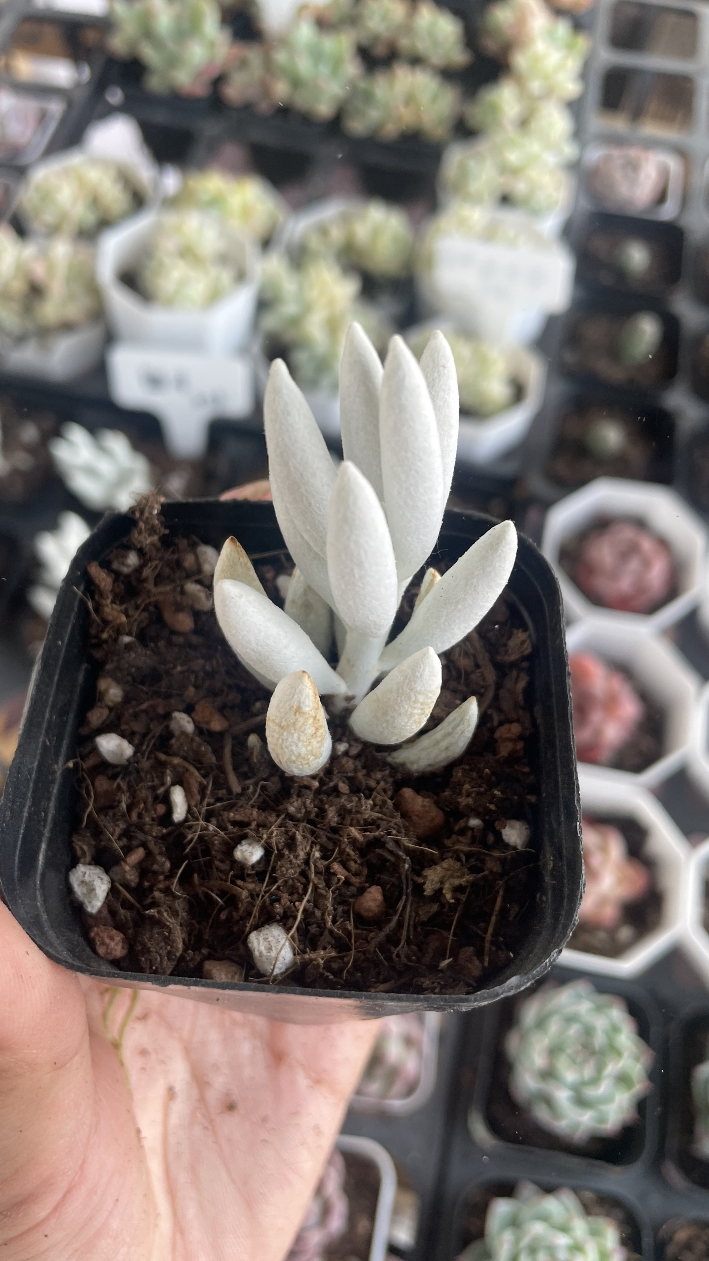 精品银月多肉植物