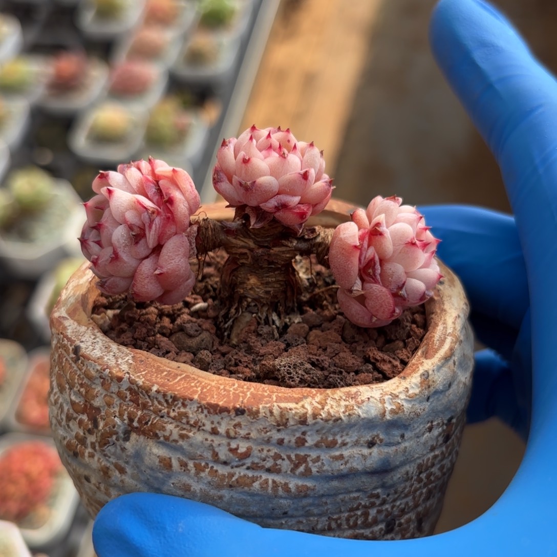 老桩天鹅绒一物一拍