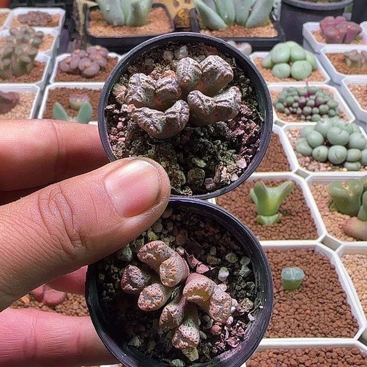 开播福利来啦。 181