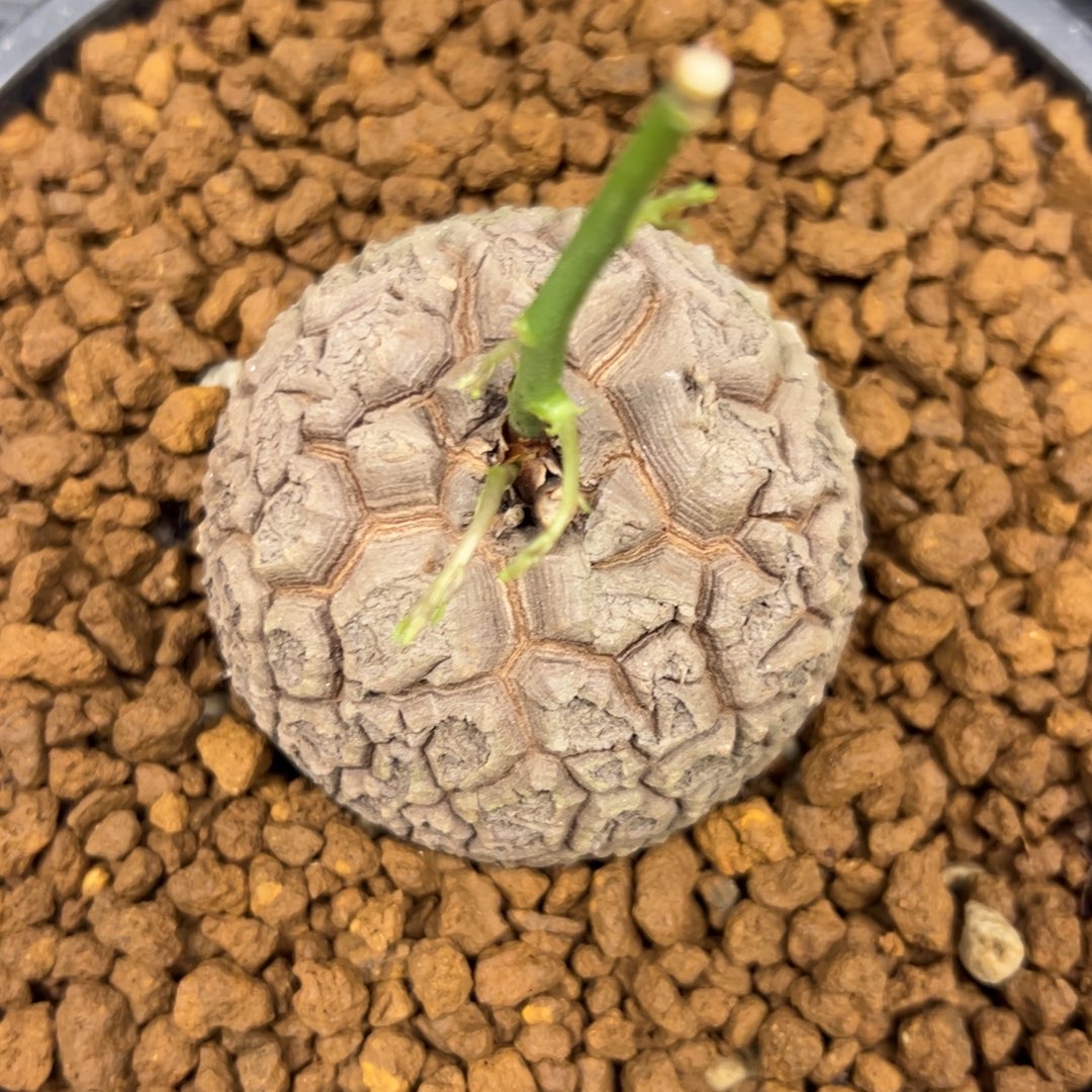 精品盆栽养定的龟甲龙837号