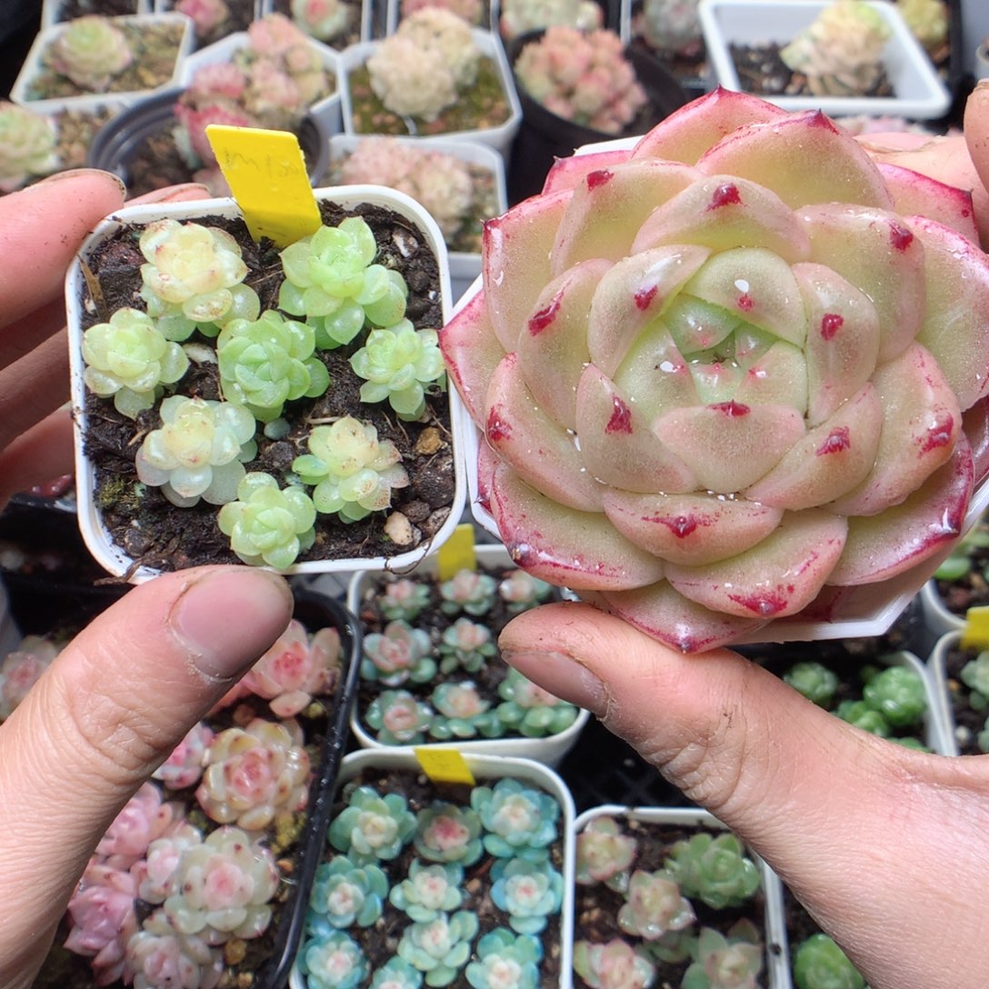 无花朵m100。 8颗一组yyyyy