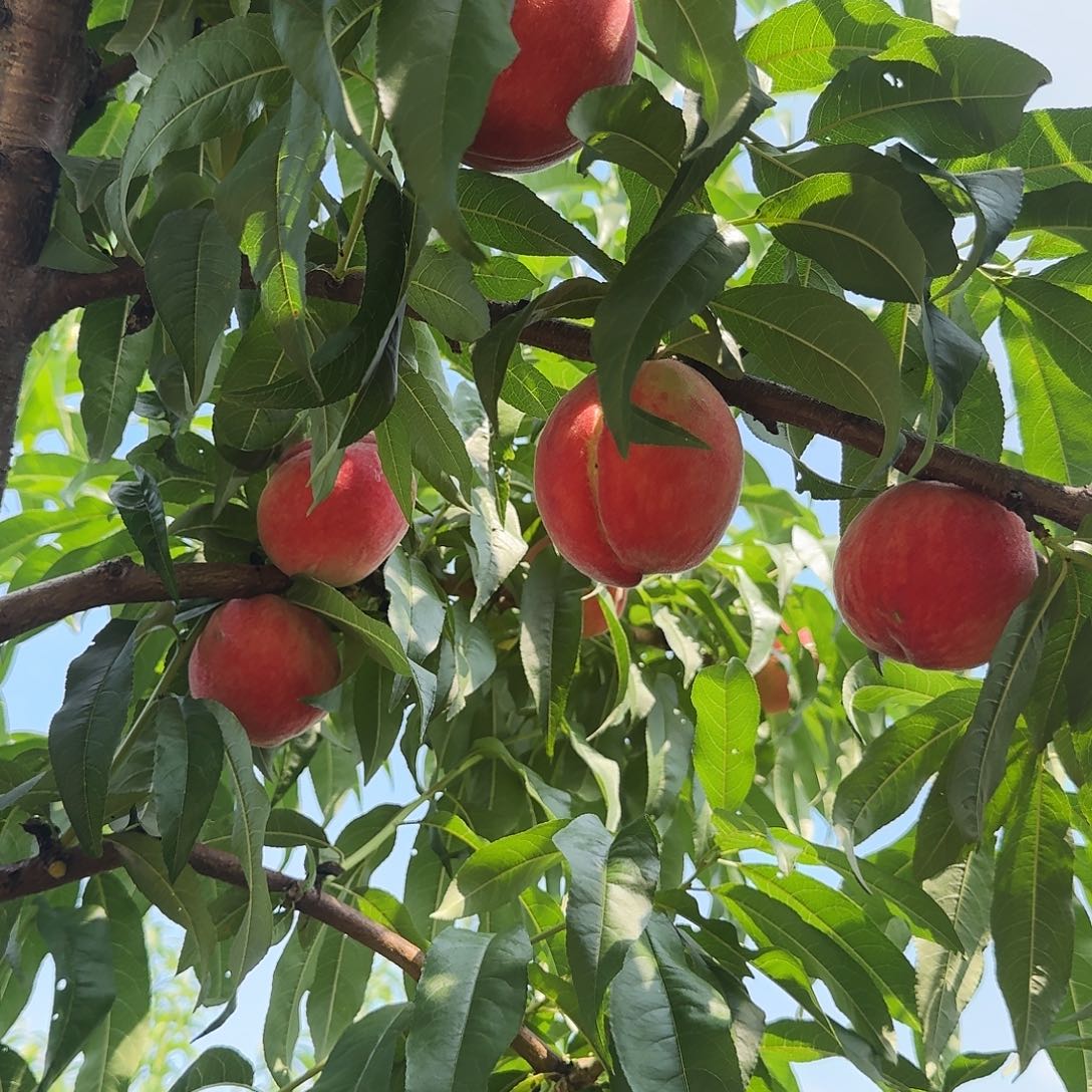 华容大红桃中国大陆