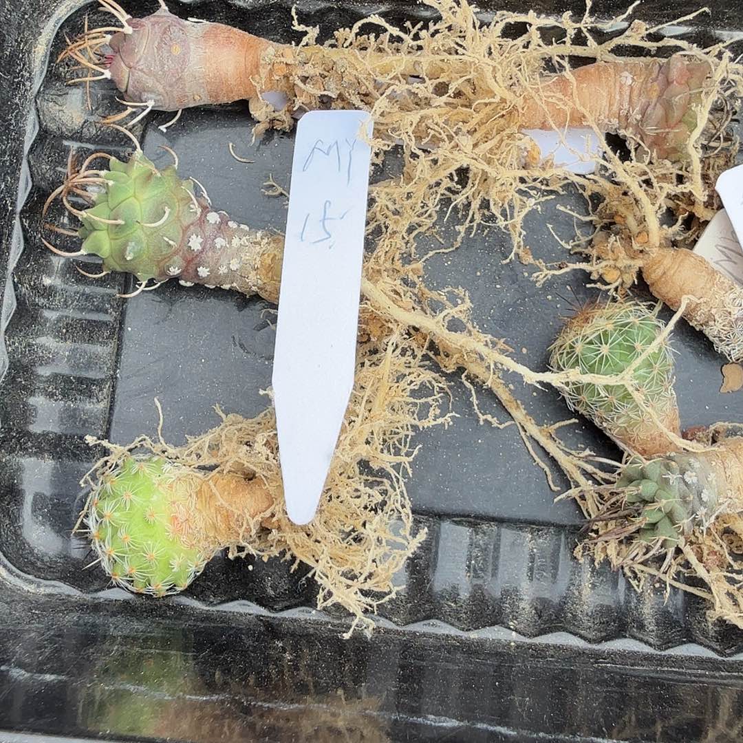 M***Y娇丽8颗花花花花花