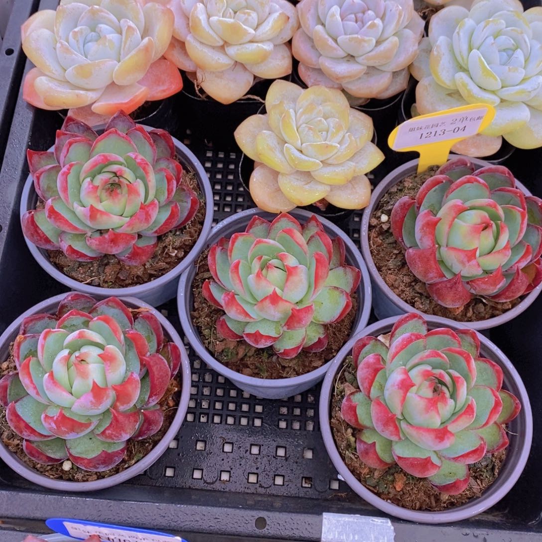 1213-04-精品母本惊鸿仙子单头一个 带盆土