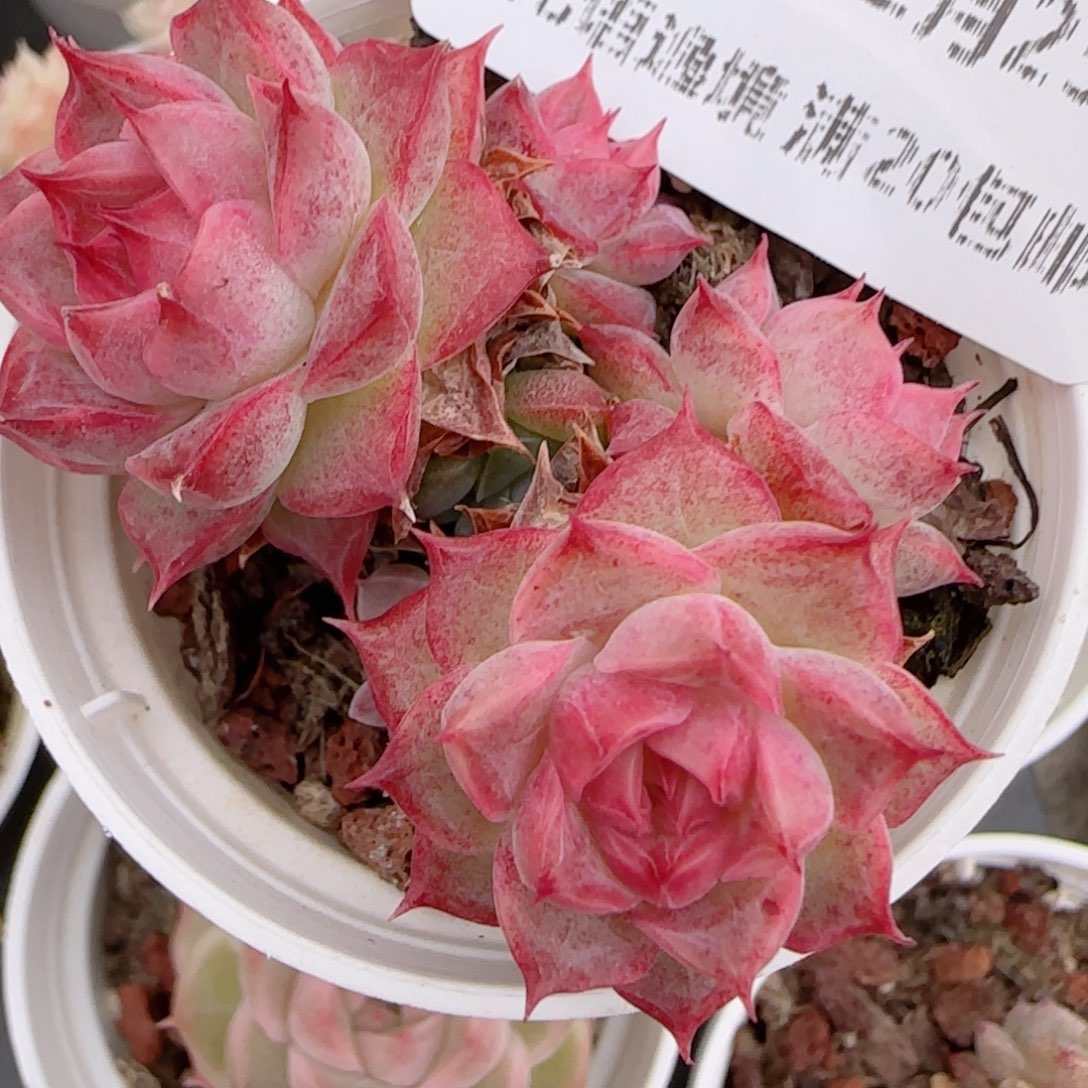 果***鱼花语多肉1225-255散