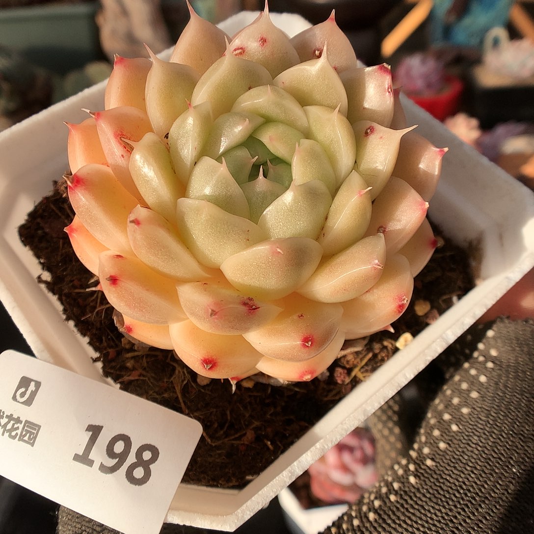 198麦秆多肉植物666