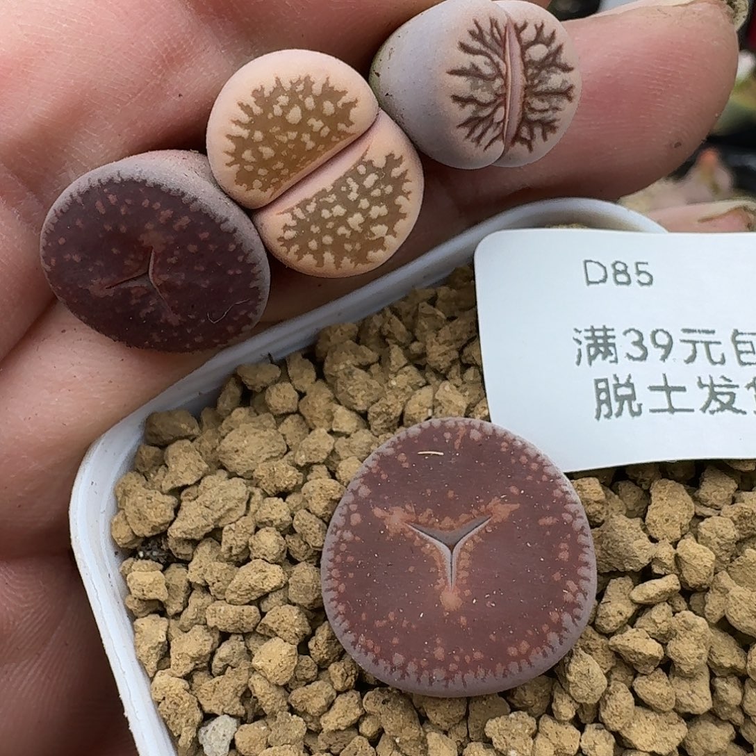 粉***心85多肉哈哈哈哈哈哈哈