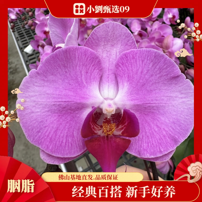 【胭脂09】组盆款精美蝴蝶兰花卉盆栽佛山基地批发直播次日达