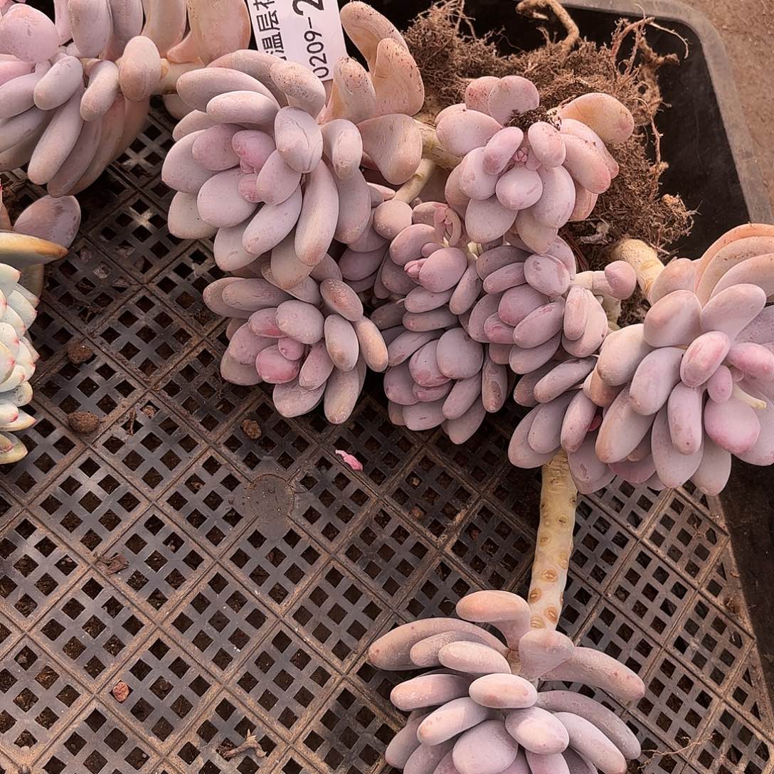 佐*梨同温层多肉桃美人299