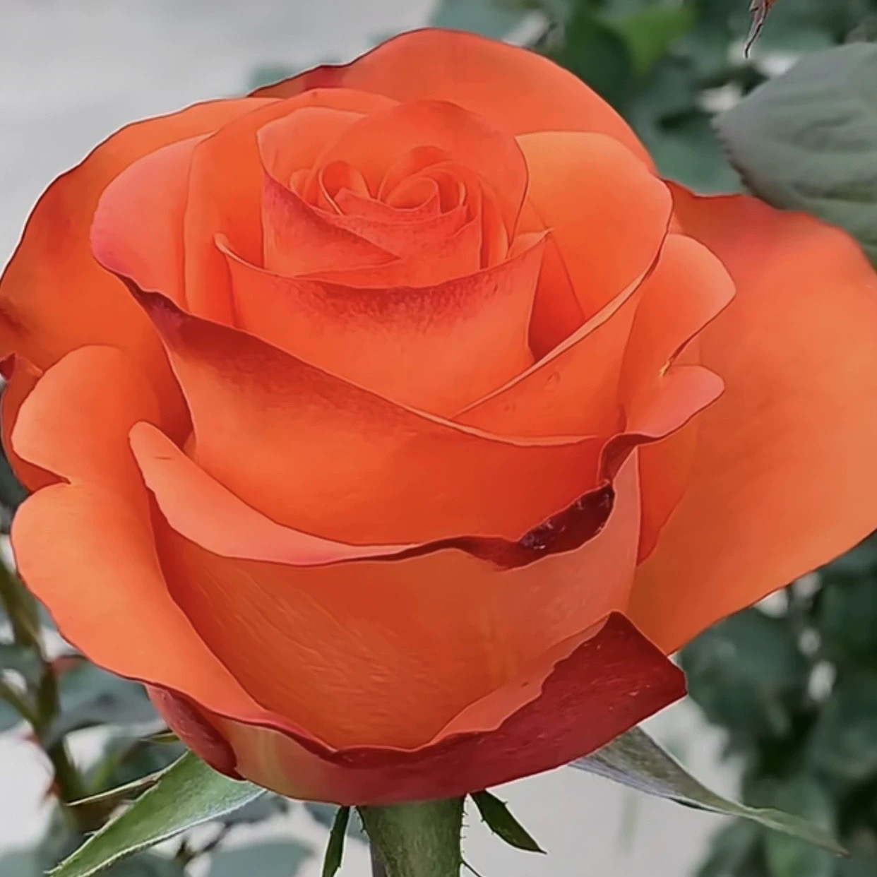 东华 月季花苗 玫瑰花 耐热耐寒盆栽花卉植物 四季开花