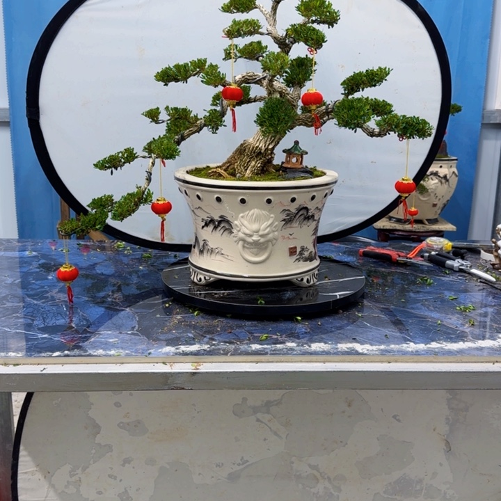 完全开放黄杨盆景一物一拍