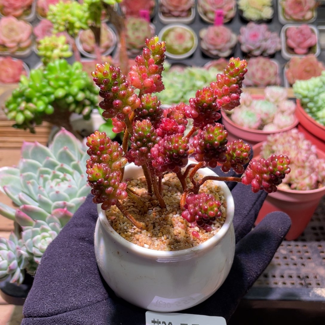 花利美30-554红色浆果4  含盆脱土发