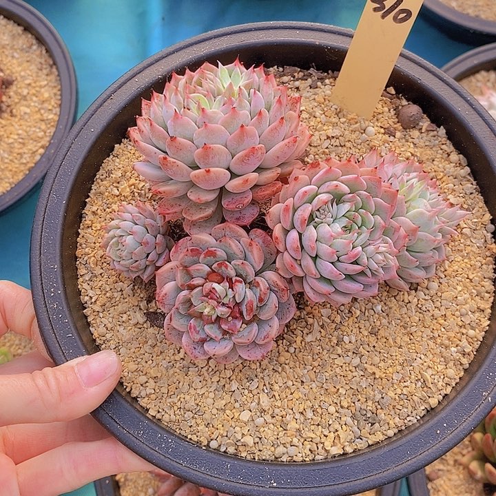 310多肉植物老桩