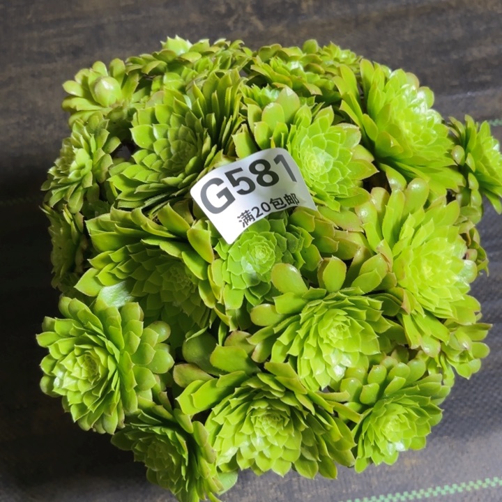 瑞妈多肉1.29.581