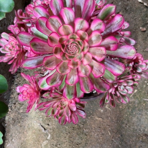 多肉植物白月光锦。