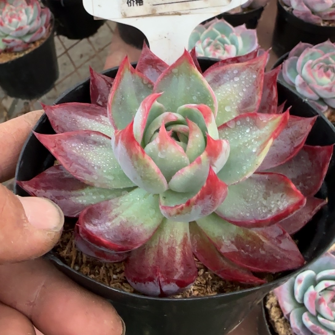 惊鸿一物一拍包装收缩花旱741