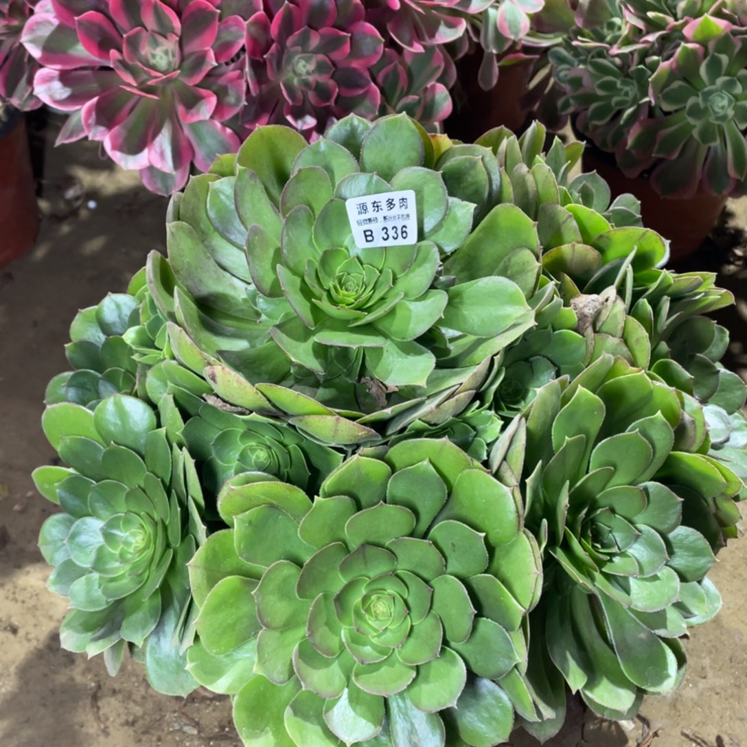 336红心多肉法师断枝不包