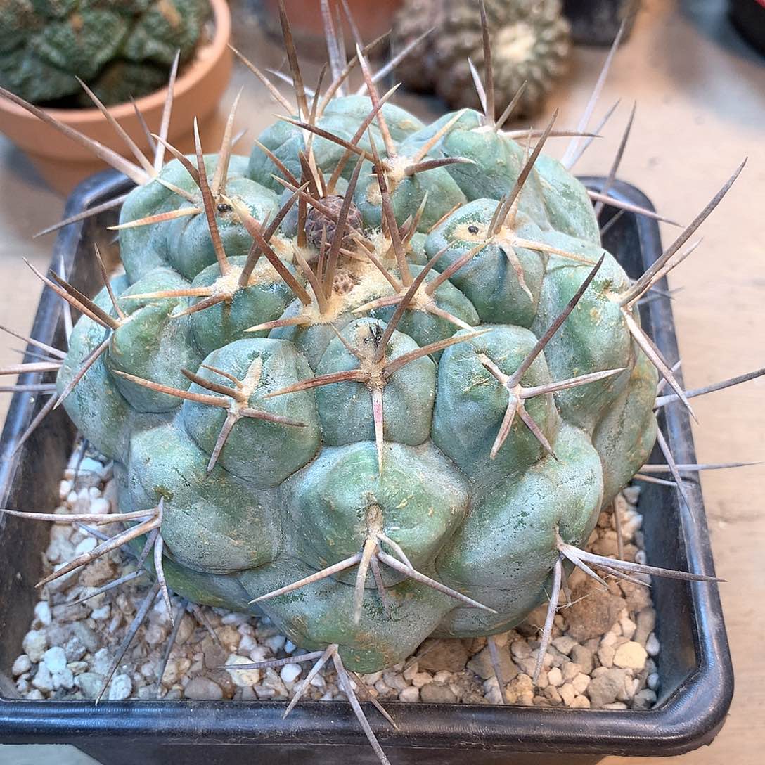 自根天晃                      