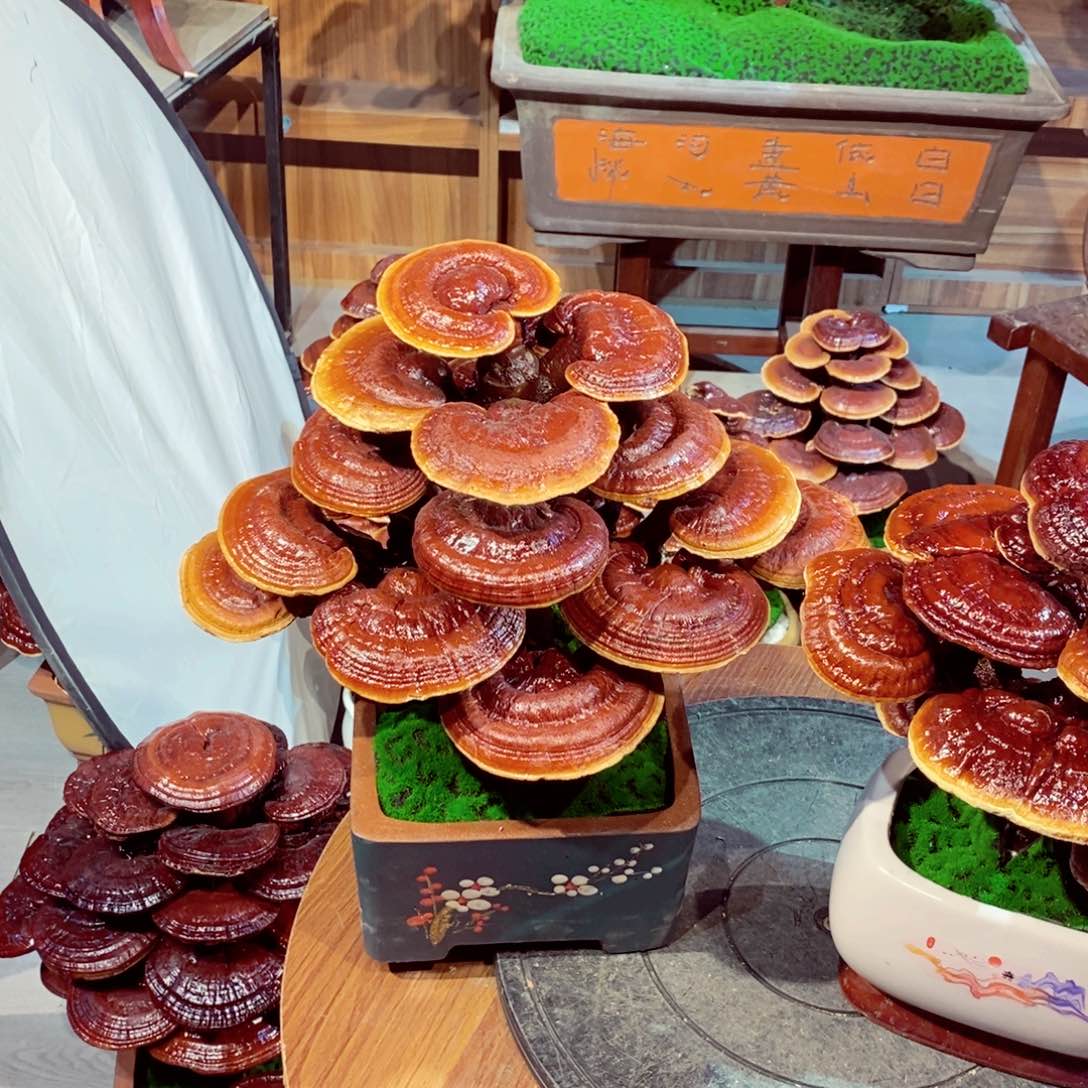 粉****友发财树发财树发财树