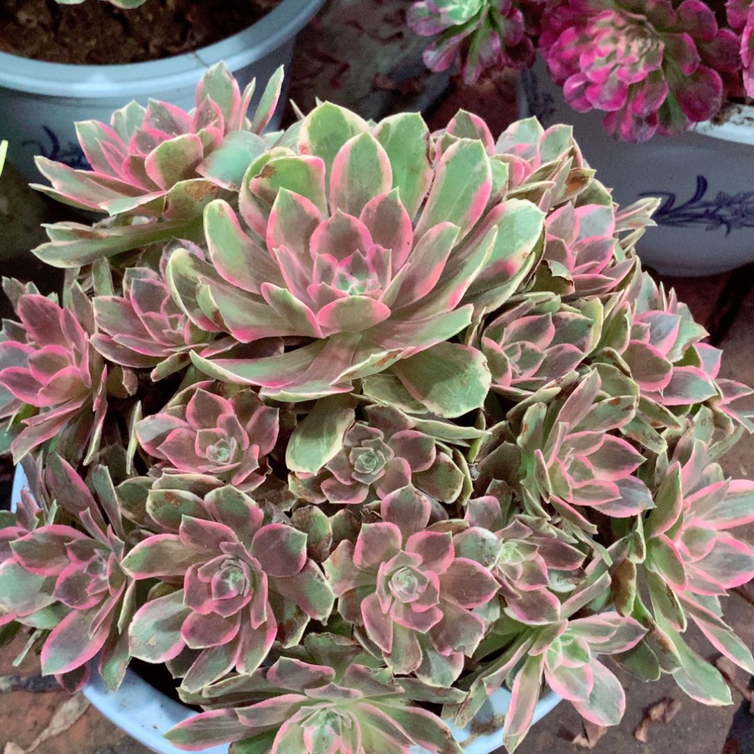 浣纱捧花，两颗包邮