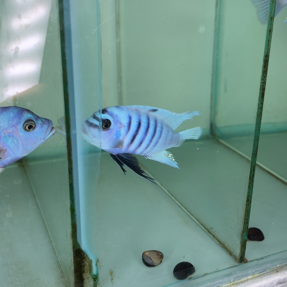 晴***子海水鱼39号大骷髅