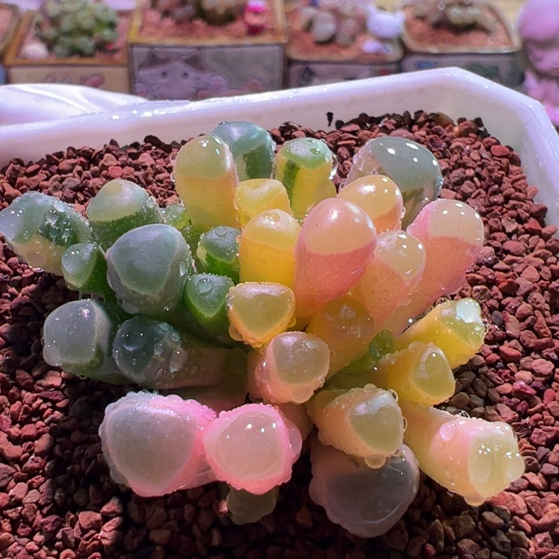 0374，五十铃玉锦，肉锥植物