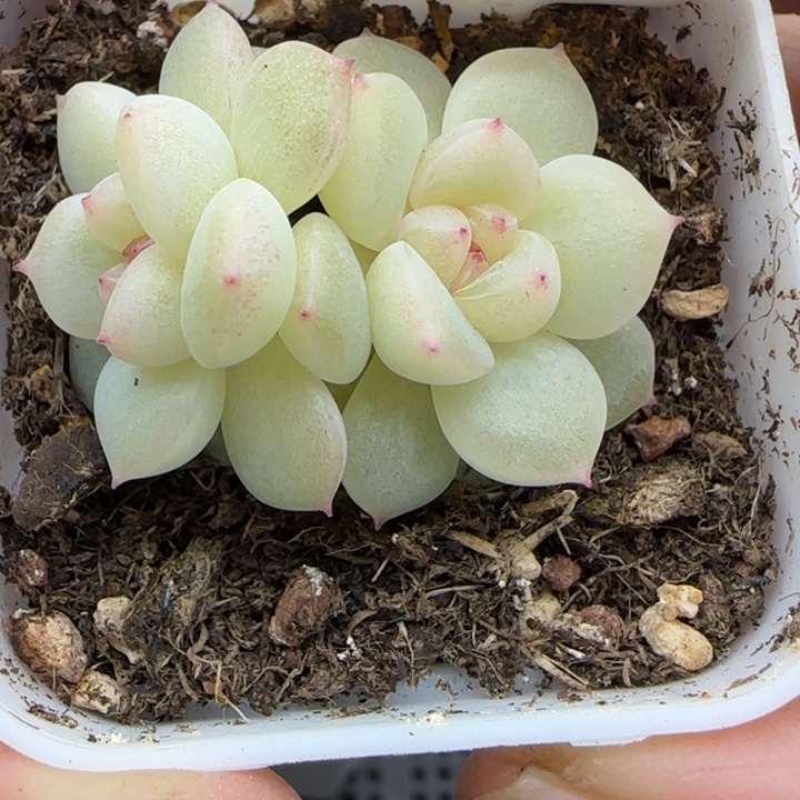 199号财富密码蜜语