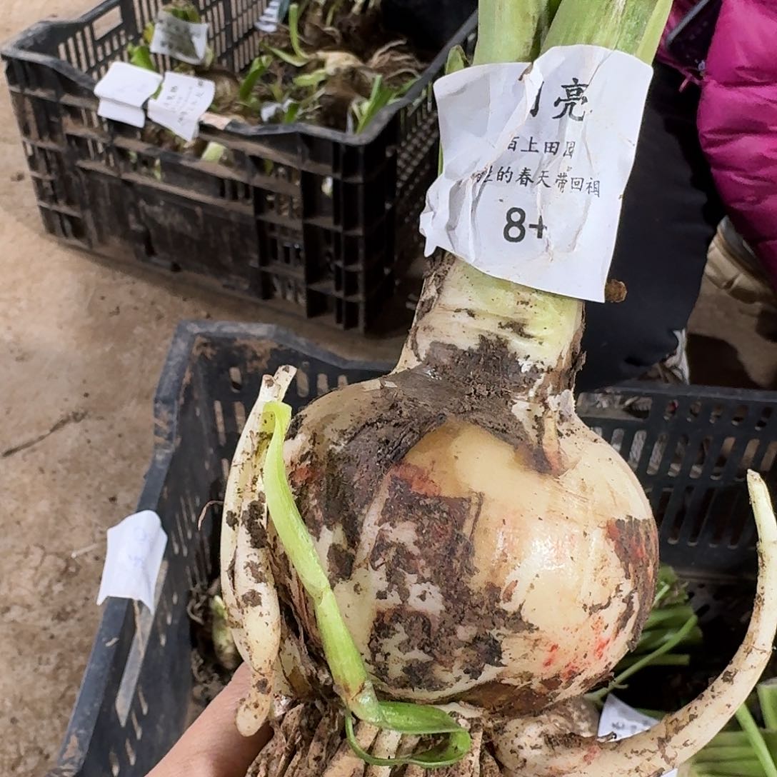 闪亮8-+开花球fa fa fa