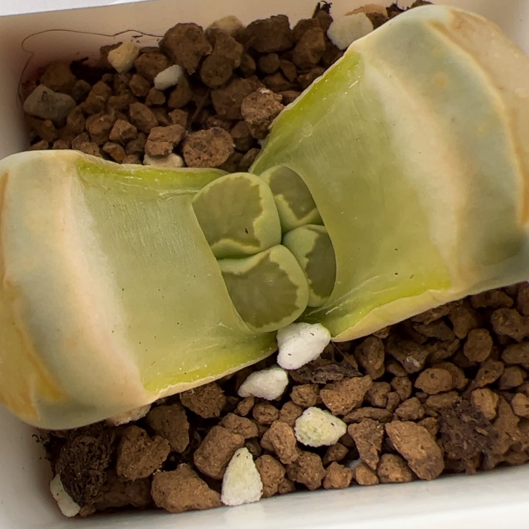 01089号生石花多肉植物