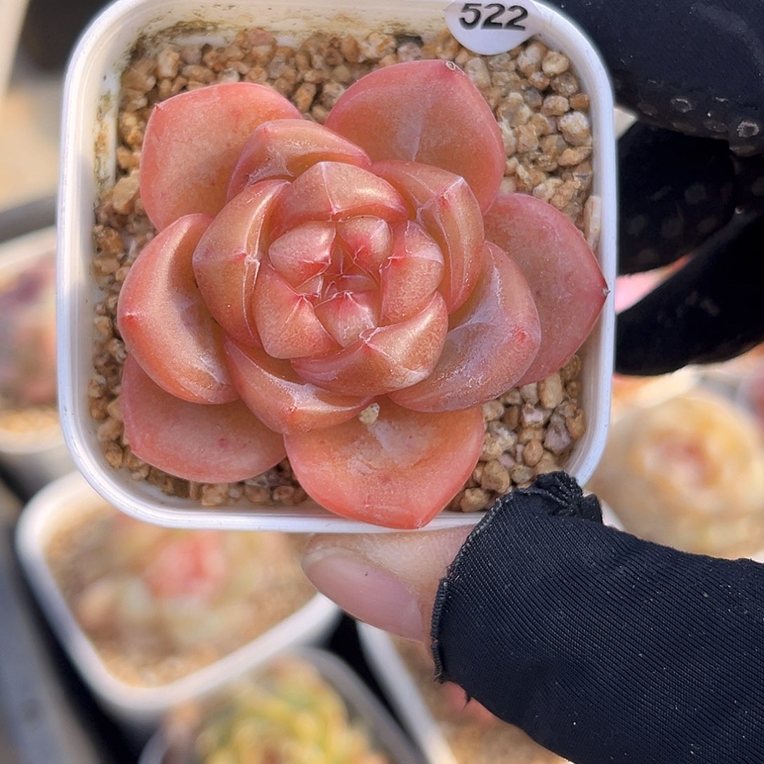 522  新品珍妮满18包邮