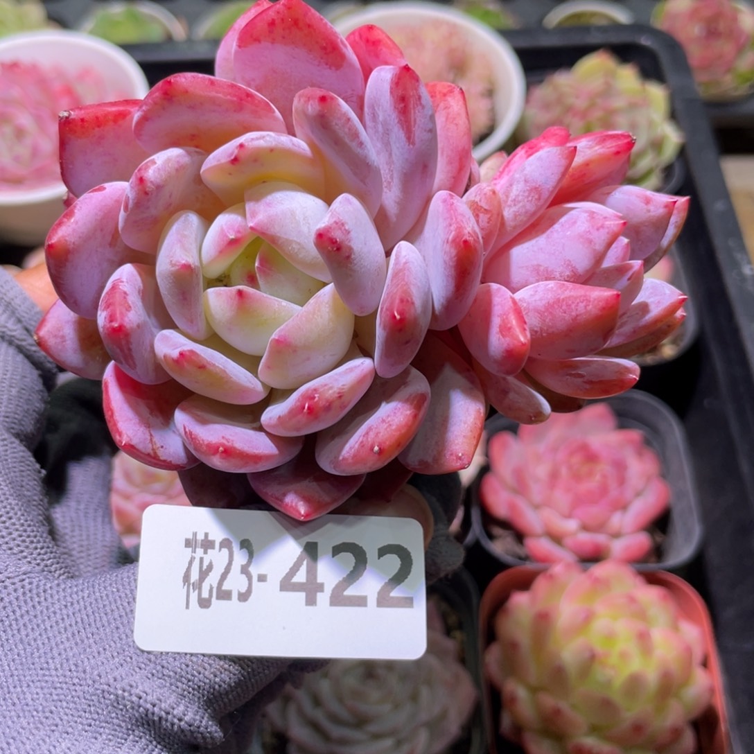 花利美23-422橙梦露