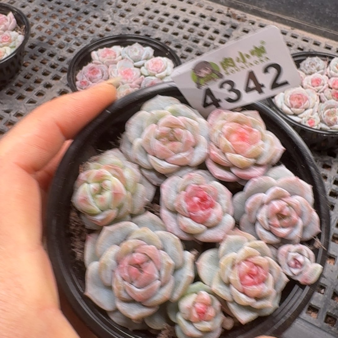 今***丶多肉植物多肉植物