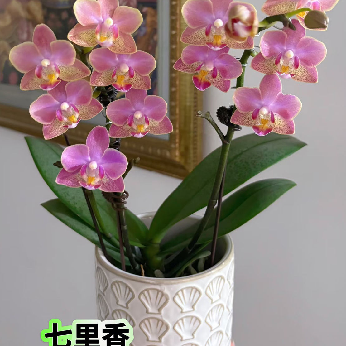 【七里香】3.0寸加高杯 浓香爆花 小叶带斑点 带花剑