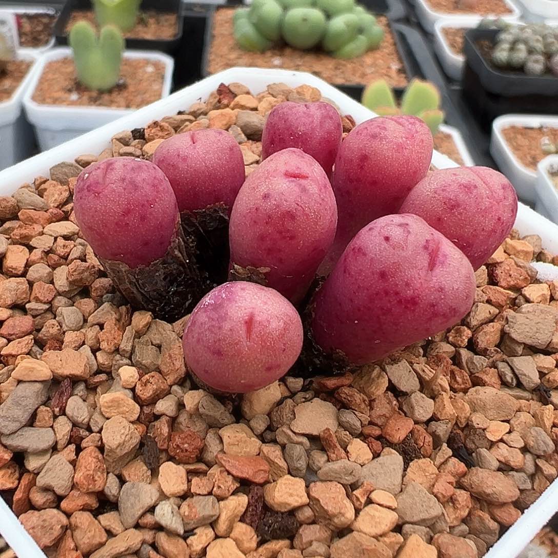 红鲁提辖 多肉肉锥